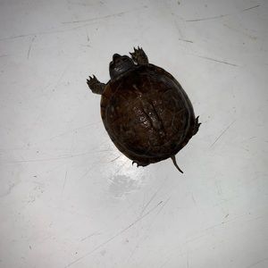 Meet your Posher, Joseline